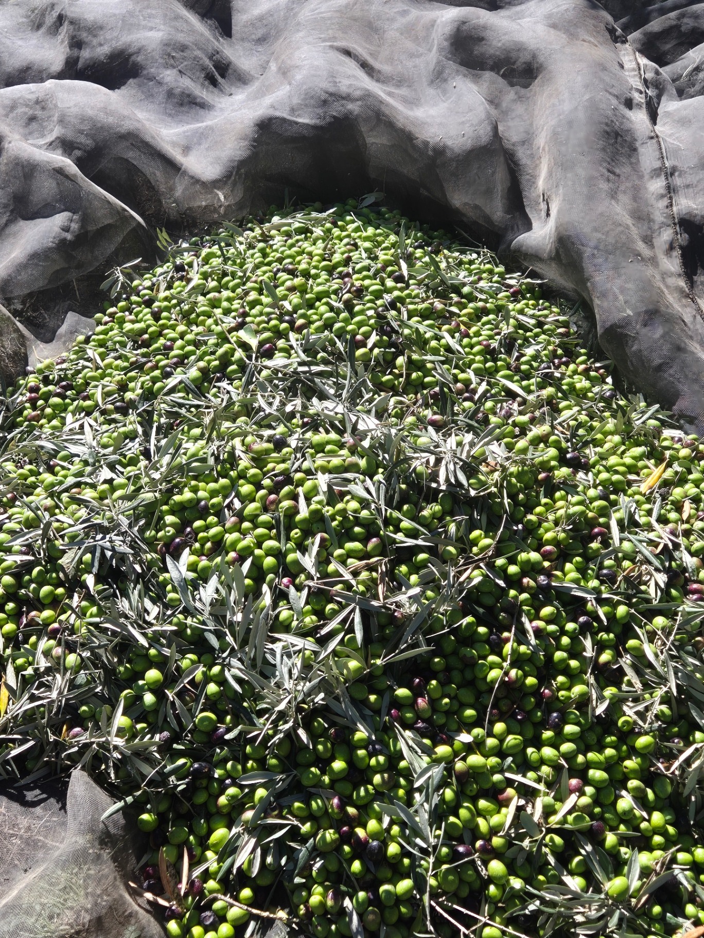 Aceite de Oliva Virgen Extra