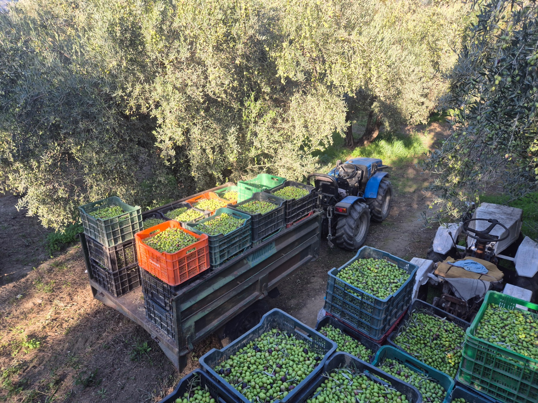Tractor loaded with crates of freshly harvested olives