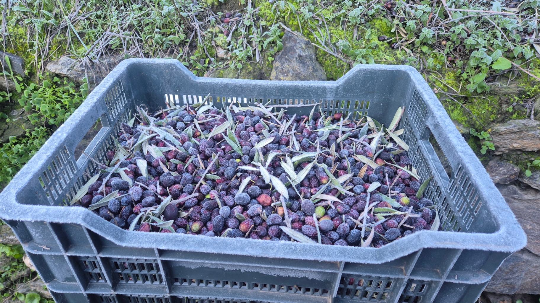 Almendras