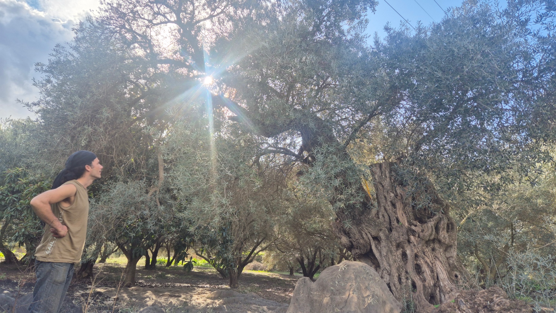 A young AINI farmer beside an ancient olive tree