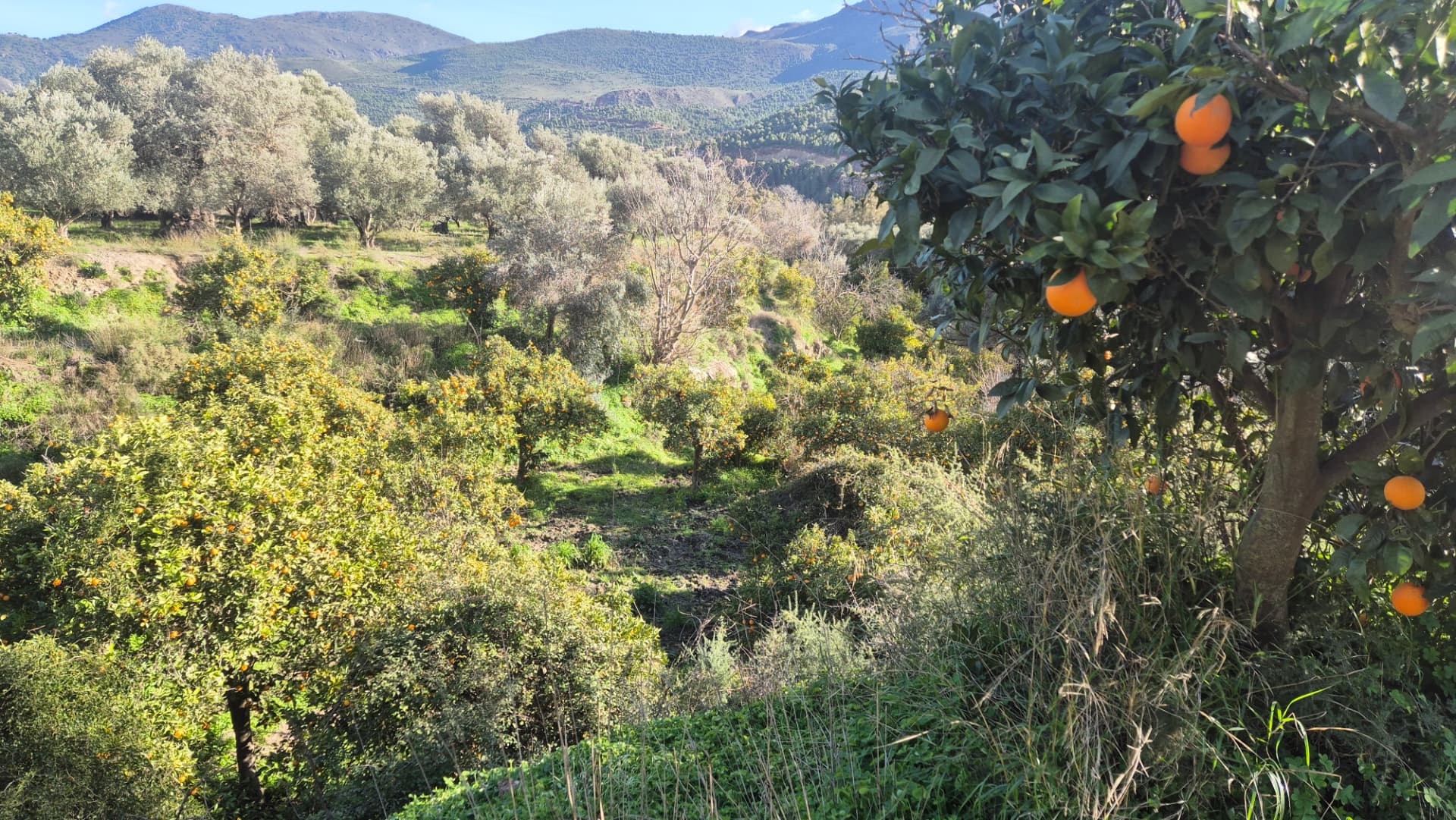 Landscape of Cortijo del Tajillo