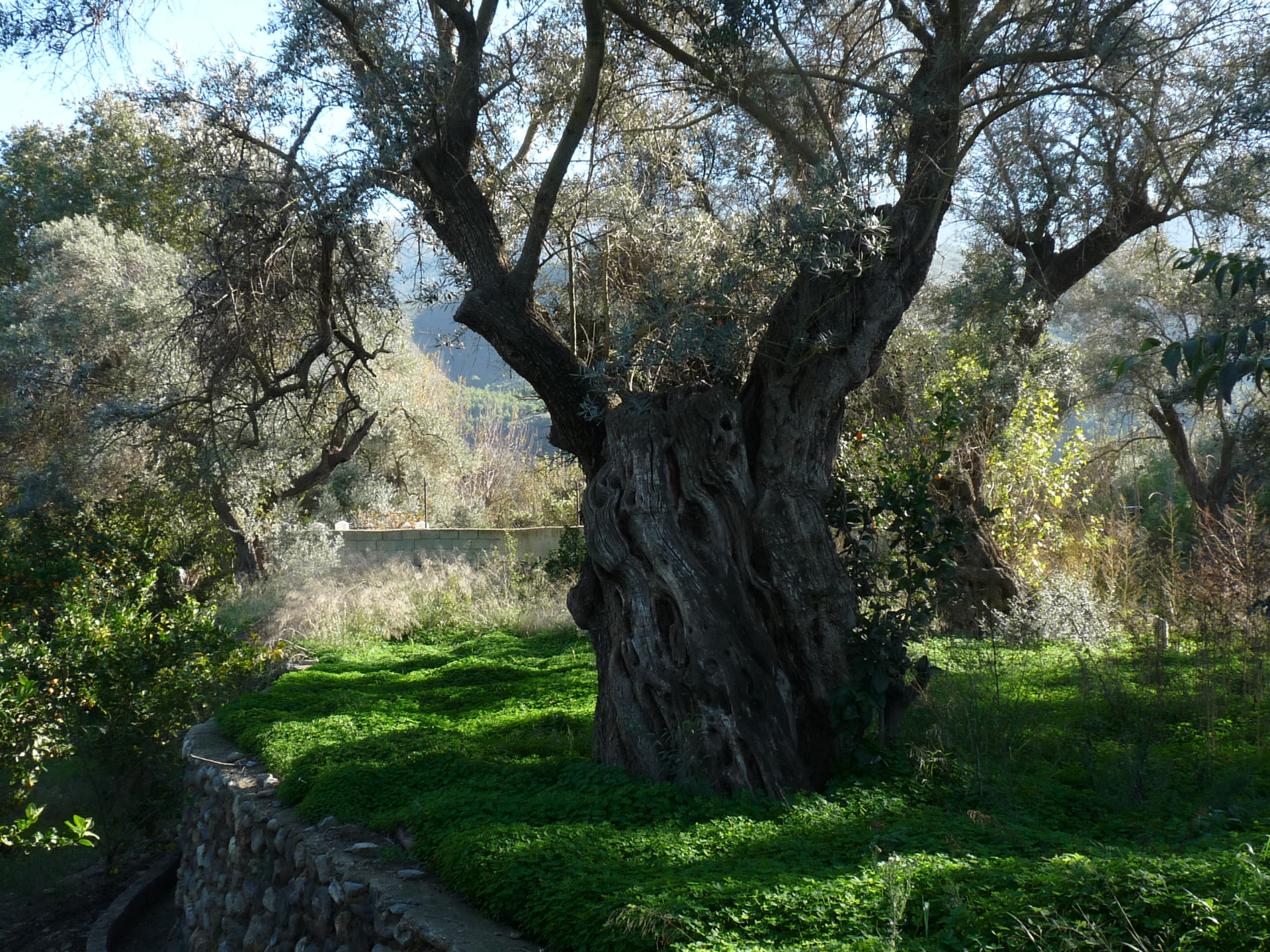 Landscape of Cortijo del Sute